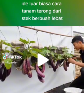 Cara Tanam Terong dari Stek Berbuah Lebat