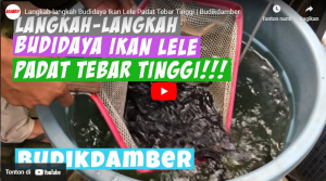 Langkah-langkah Budidaya Ikan Lele Padat Tebar Tinggi