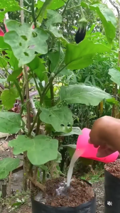 Gunakan Pupuk Organik Supaya Tanaman Subur dan Berbuah